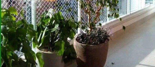 Área de plantas protegida com rede em sacada residencial